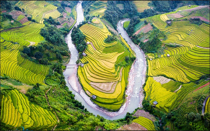 Ruộng bậc thang Mù Chai Chải mùa lúa chín Ruộng bậc thang Mù Chai Chải mùa lúa chín